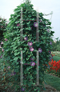 Picture of Ipomoea tricolor 'Heavenly Blue'