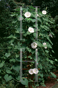 Picture of Ipomoea tricolor 'Pearly Gates'