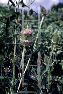 Picture of Dipsacus fullonum 