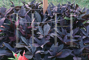 Picture of Ipomoea batatas 'Blackie'