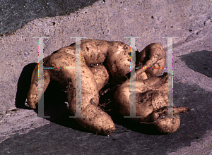 Picture of Ipomoea batatas 'Blackie'