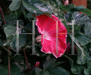 Picture of Ipomoea nil 'Variegata'