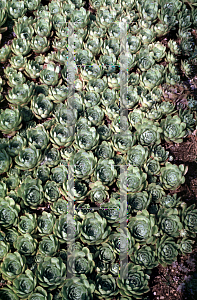 Picture of Sempervivum tectorum 