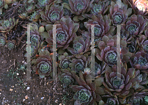 Picture of Sempervivum carneum 