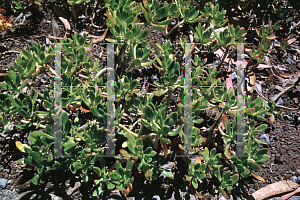 Picture of Sedum praealtum 