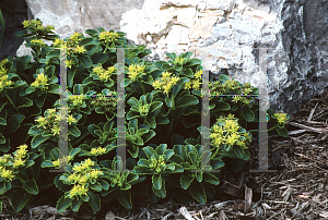 Picture of Sedum kamtschaticum 