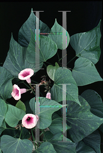 Picture of Ipomoea batatas 