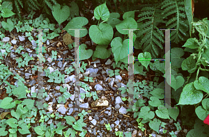 Picture of Ipomoea tricolor 