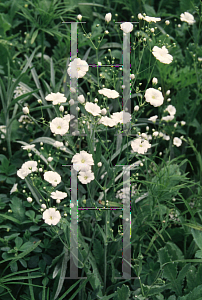 Picture of Gypsophila elegans 