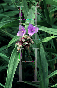 Picture of Tradescantia virginiana 