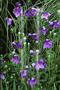 Picture of Platycodon grandiflorus 