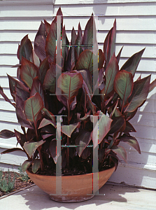 Picture of Canna x generalis 'Ambassador'