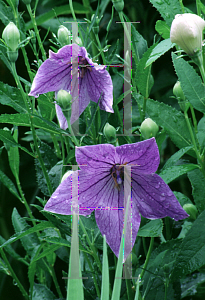 Picture of Platycodon grandiflorus 