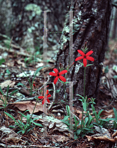 Picture of Silene virginica 