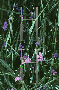 Picture of Tradescantia virginiana 