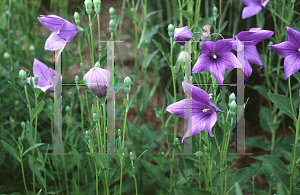 Picture of Platycodon grandiflorus 