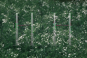 Picture of Gypsophila elegans 