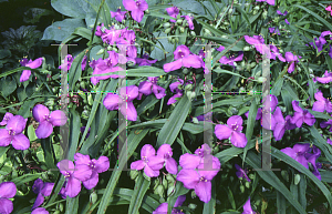 Picture of Tradescantia virginiana 