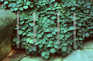 Picture of Pachysandra procumbens 