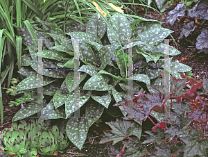 Picture of Pulmonaria saccharata 'Mrs. Moon'