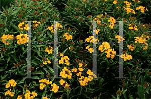 Picture of Erysimum x allionii 