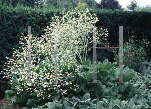 Picture of Crambe cordifolia 