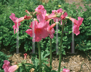 Picture of Incarvillea delavayi 