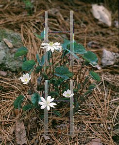 Picture of Jeffersonia diphylla 