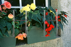 Picture of Begonia tuberhybrida hybrids 'Nonstop'