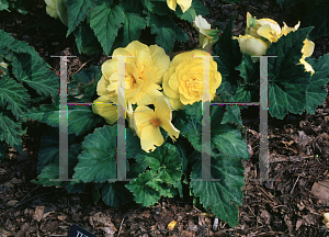 Picture of Begonia tuberhybrida hybrids 'Nonstop Yellow'