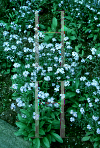 Picture of Myosotis sylvatica 'Indigo Compacta'