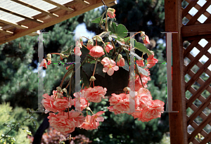 Picture of Begonia tuberhybrida hybrids 