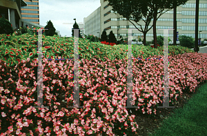 Picture of Begonia semperflorens-cultorum hybrids 