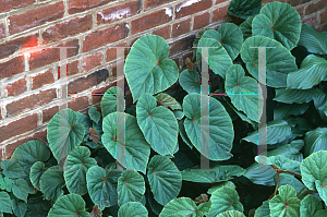 Picture of Begonia grandis ssp. evansiana 