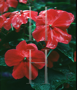 Picture of Impatiens walleriana 'Rosette'