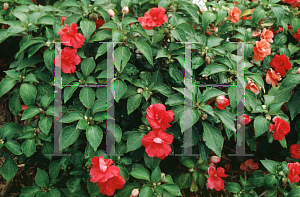 Picture of Impatiens walleriana 'Rosette'