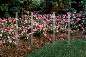 Picture of Impatiens walleriana 'Super Elfin Swirl'