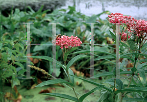 Picture of Asclepias incarnata 