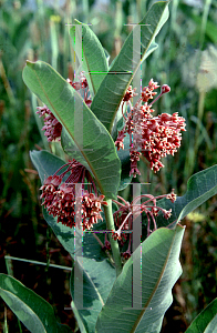 Picture of Asclepias syriaca 