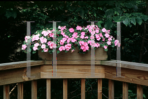 Picture of Impatiens balsamina 