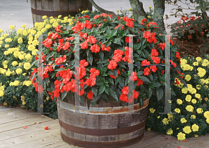 Picture of Impatiens x hawkeri 'New Guinea'