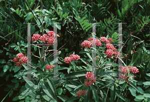 Picture of Asclepias incarnata 