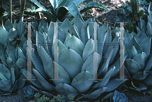 Picture of Agave parryi  var. huachucensis 