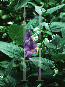 Picture of Thunbergia battiscombei 