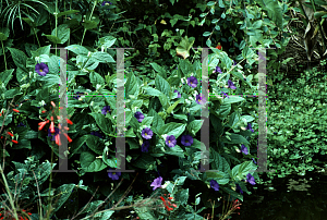 Picture of Thunbergia battiscombei 