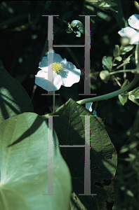 Picture of Sagittaria latifolia 