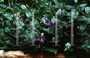 Picture of Thunbergia battiscombei 