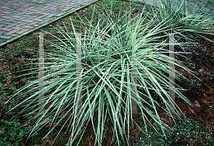 Picture of Yucca glauca 