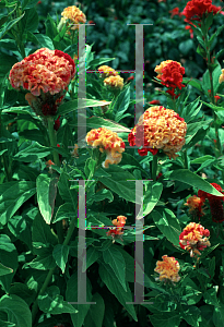 Picture of Celosia argentea (Cristata Group) 'Karume'