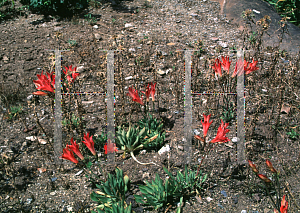 Picture of Alstroemeria ligtu 